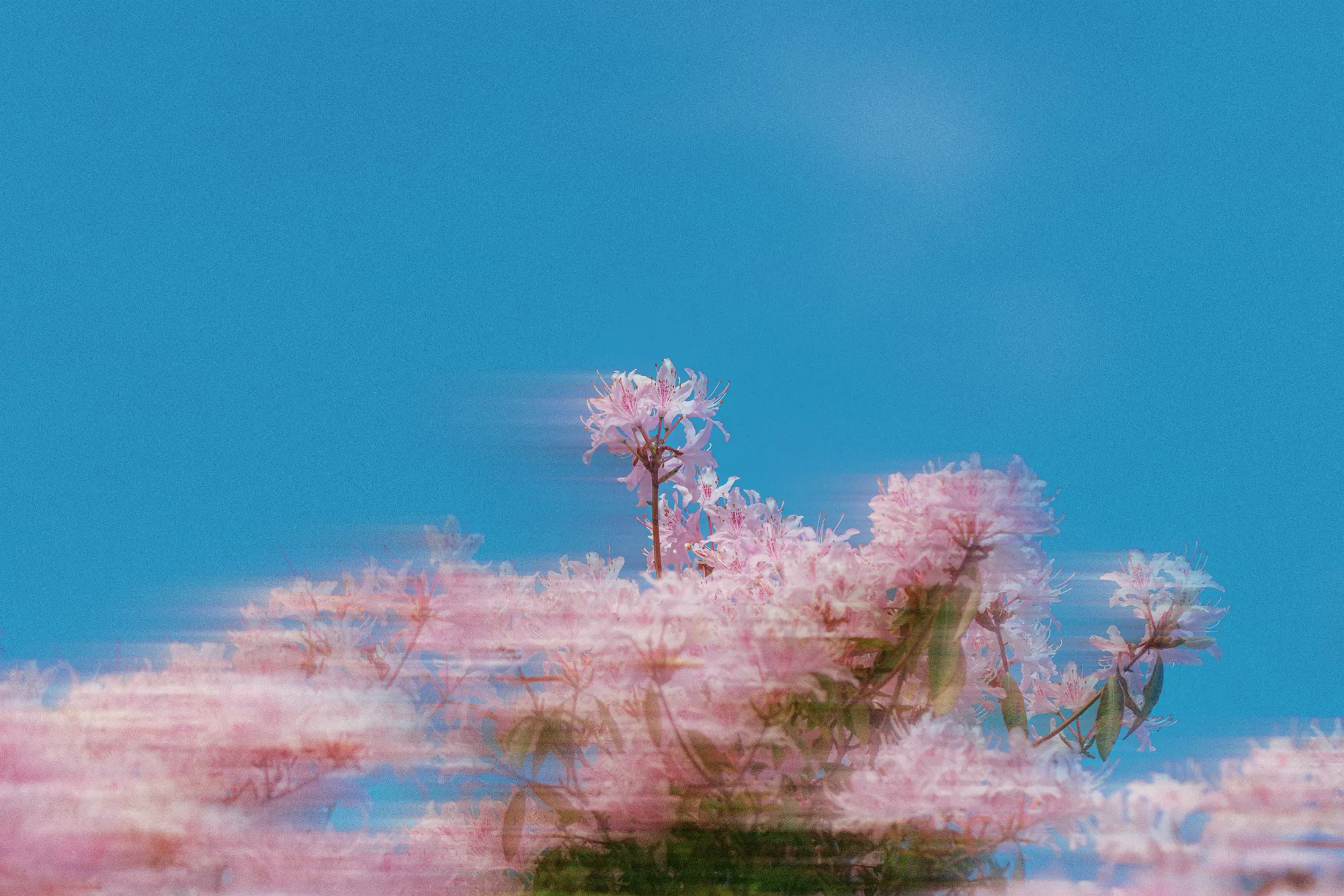 Pale pink blossom against a clear blue sky, shot with a long enough exposure that the branches smear