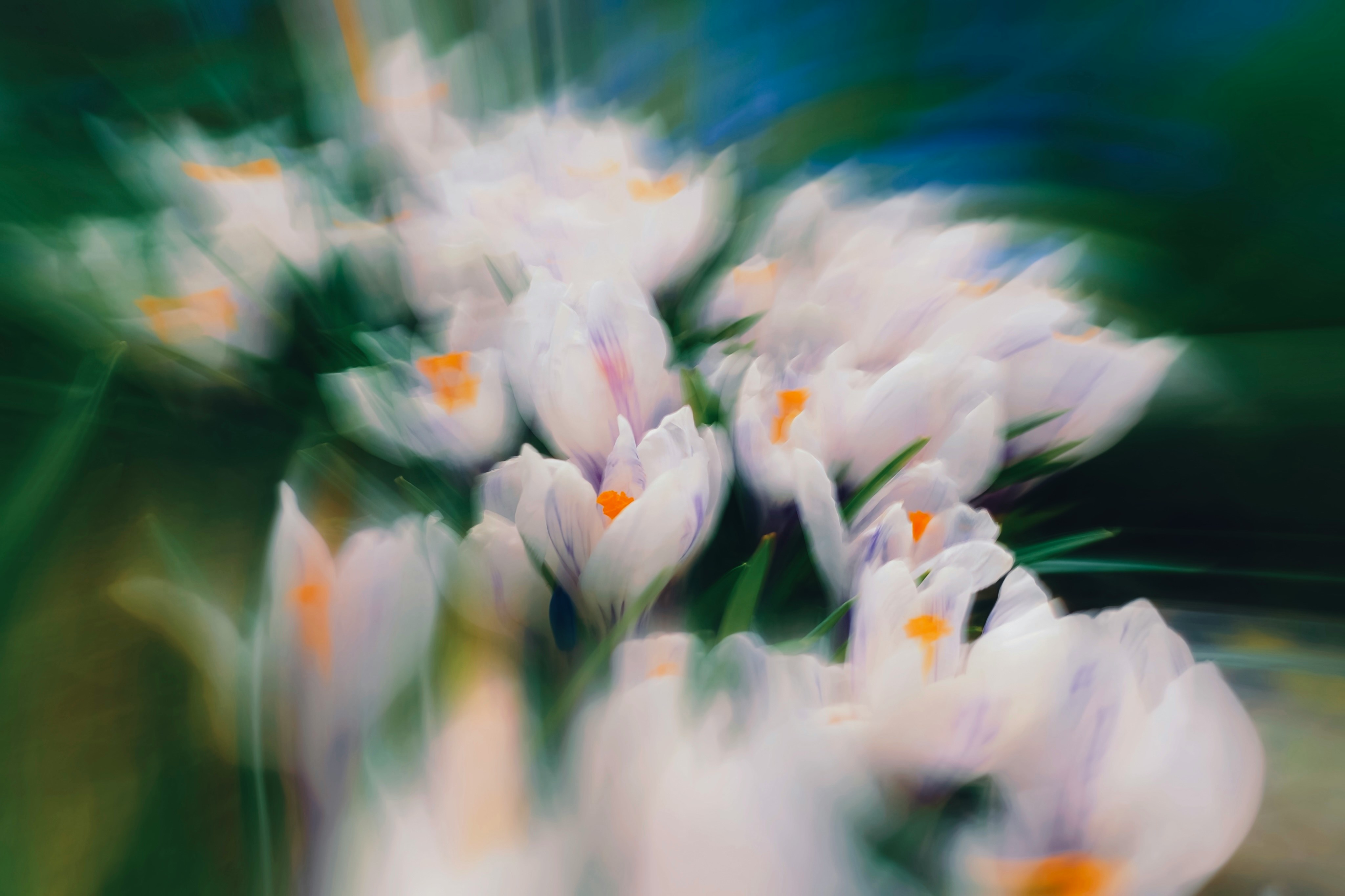 Soft-focus white flowers in deep green foliage